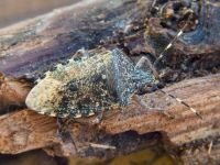 Rhaphigaster nebulosa