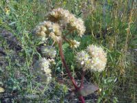 Hylotelephium maximum