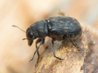 Rhaphitropis marchica