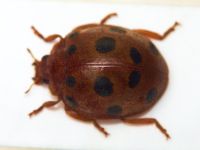 Henosepilachna elaterii