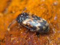 Mycetophagus ciscaucasicus