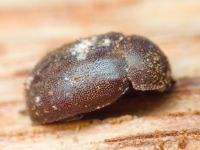 Aesalus scarabaeoides