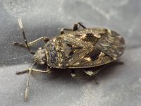 Sphragisticus nebulosus