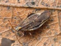 Physatocheila smreczynskii