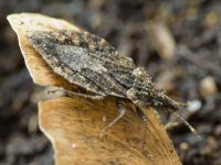 Aradus betulae