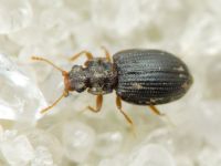 Latridius