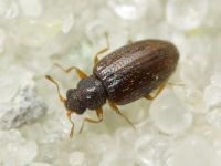 Melanophthalma