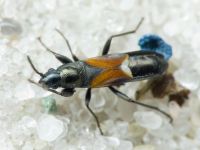 Pterotmetus staphyliniformis