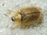 Hypocassida cornea
