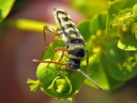 Plagionotus floralis