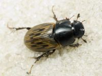 Acrossus luridus