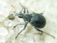 Oxystoma craccae