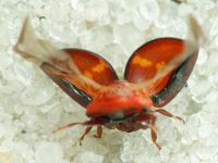 Chilocorus