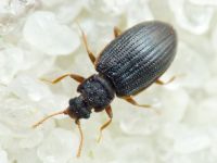 Latridius