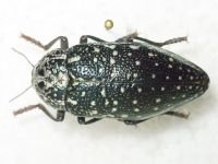 Buprestidae