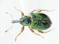 Hypera (Hypera) nigrirostris