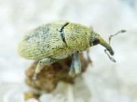 Sibinia (Sibinia) subelliptica