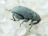 Pseudorchestes pratensis