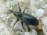 Mecinus collaris