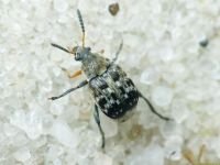 Bruchus affinis