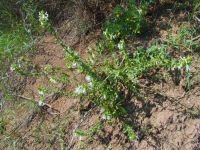 Stachys annua