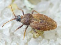 Oncochila simplex