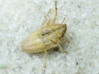Aelia acuminata