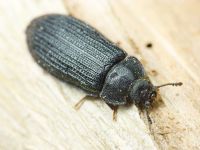 Grynocharis oblonga