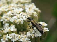 Oedemera femorata