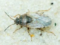 Platyplax salviae