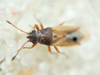 Cymus melanocephalus