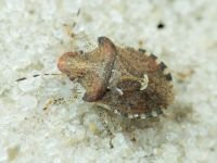 Dyroderes umbraculatus