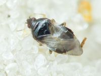 Anthocoridae