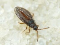 Campylosteira verna