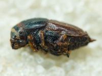 Scolytidae
