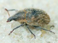 Lachnaeus crinitus