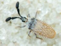 Copium teucrii