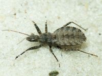 Coranus contrarius