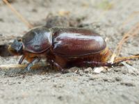 Oryctes nasicornis