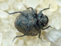 Georissus crenulatus