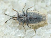 Tingis (Tingis) grisea