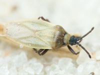 Catoplatus nigriceps