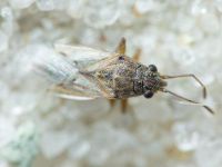 Nysius