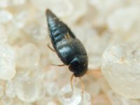 Staphylinidae