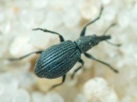 Apioninae