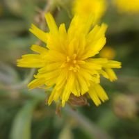 Picris hieracioides