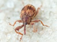 Anthonomus (Furcipus) rectirostris