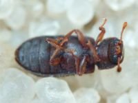 Synchita humeralis