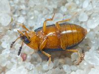 Tetratoma (Tetratoma) fungorum