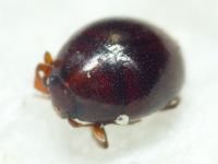 Abraeus